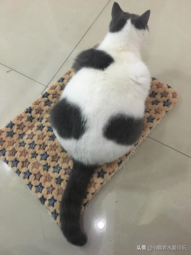 猫狗:为什么人们会觉得猫狗很萌？