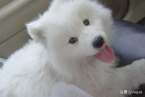 萨摩耶幼犬:细数萨摩耶狗狗的尴尬期_幼犬换毛？