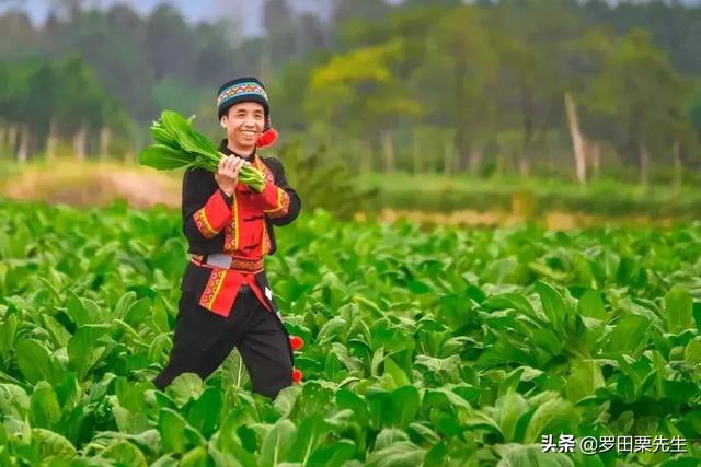 十字花科蔬菜软腐病:十字花科蔬菜软腐病的防治措施包括 芹菜黑根，软腐病怎么办？