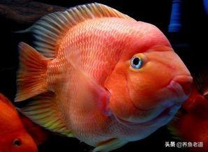 鹦鹉鱼常见病及症状图片:我的元宝鹦鹉鱼得了鼓眼病，腮也鼓，咋治？