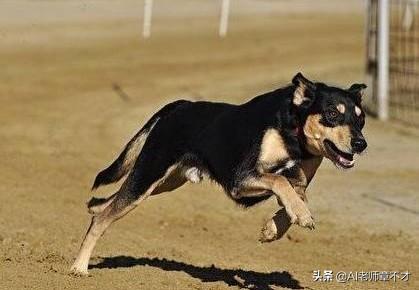 小孩狗:孩子遇恶犬该怎么办？击退和吓跑哪个更合适？ 小孩狗狗玩耍