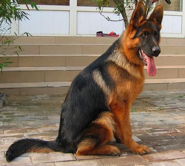 上虞德国牧羊犬论坛:有人说德国牧羊犬比较凶，能不能当导盲犬呢？