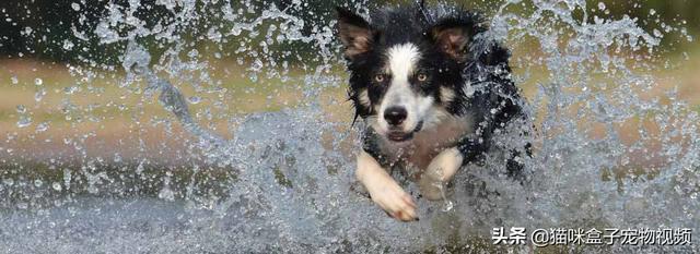 边界牧羊犬:边境牧羊犬价格多少钱一只 边境牧羊犬与其他狗狗相比，有什么优势？