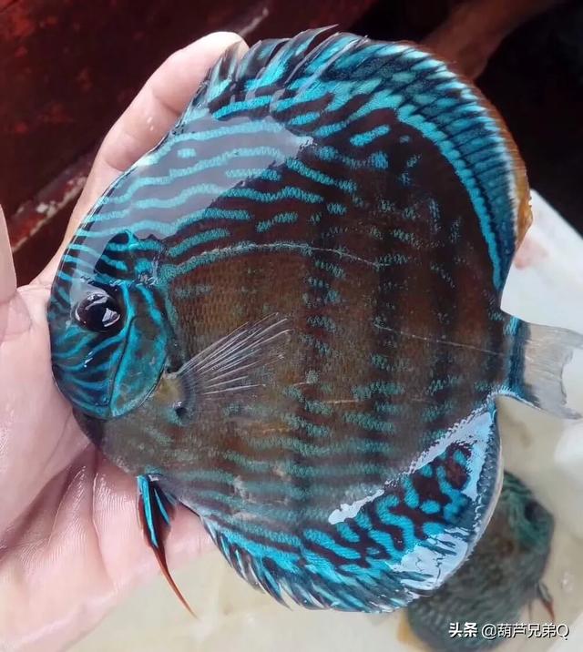 宠物与我:讲一讲你和自家宠物的故事，有哪些让你难忘的？为什么？ 宠物与我小说