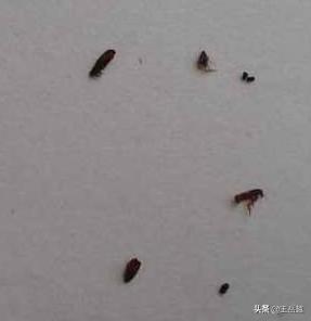 消灭跳蚤:消灭跳蚤的最佳办法 去除跳蚤的最快速的方法是什么？