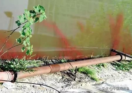 银锦鲤鱼吃什么食物:锦鲤鱼喜欢什么味型的食物？