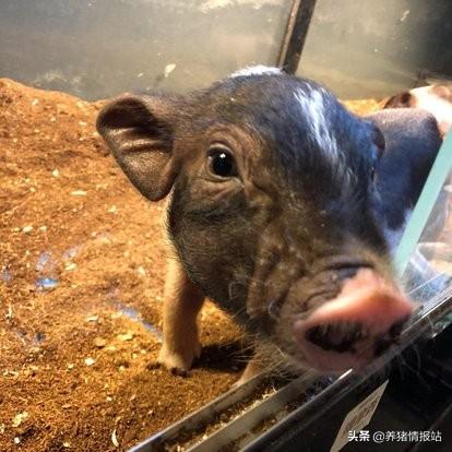 规模化的养猪场,生猪价格每斤达到8元的话,利润能有多大？
