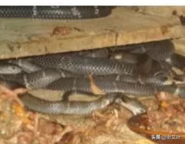 东部拟眼镜蛇vs孟加拉眼镜蛇吗:平均毒性最毒的蛇是哪种一种呢？