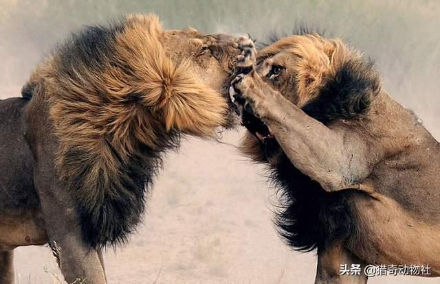 鬼獒王咬死狮子图片:有人说所有的老虎天生就畏惧雄狮，根本要素是什么？