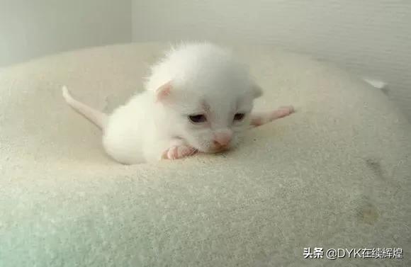 新手养猫注意事项两个月:刚买的二个月大的小猫咪接回家应该注意什么？