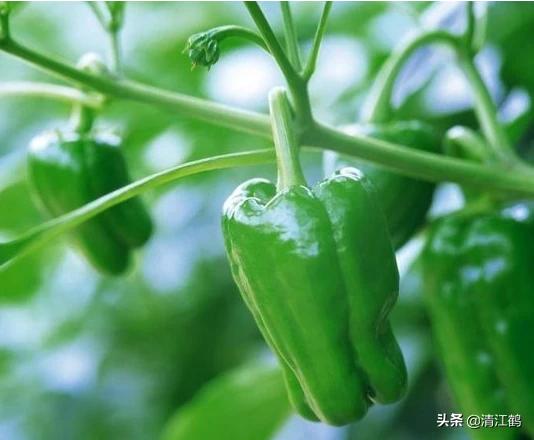 果实软腐病:引起果实软腐病的病菌 辣椒夏季大量烂果怎么回事？