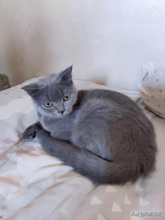 海豹双色布偶猫,宠物级别,你能接受的价格是多少？