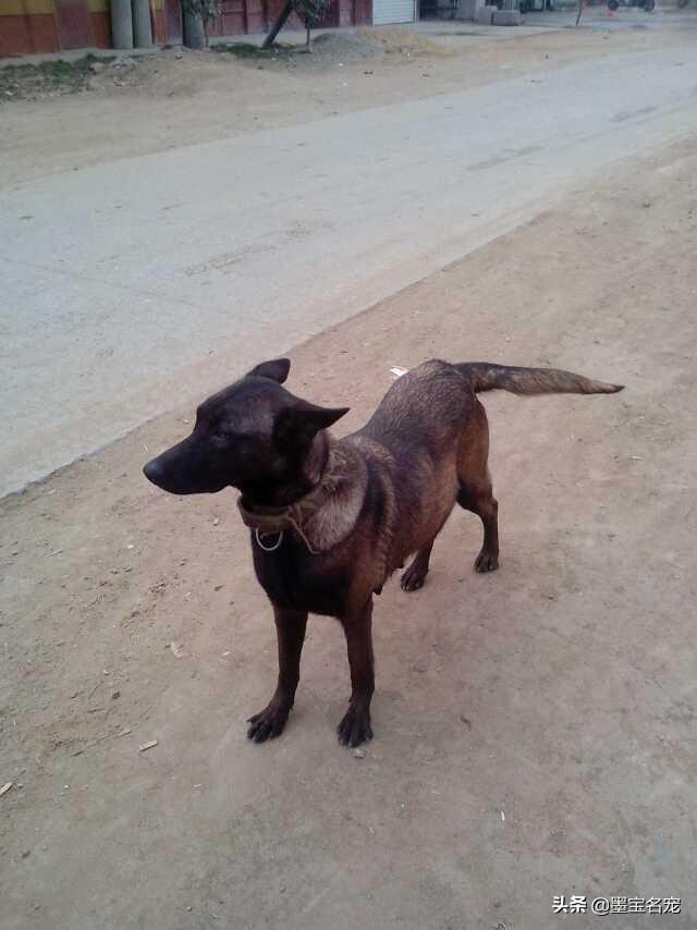比格猎兔犬是小型犬吗:哪些狗狗送去宠物店寄养，老板可能都会嫌弃？