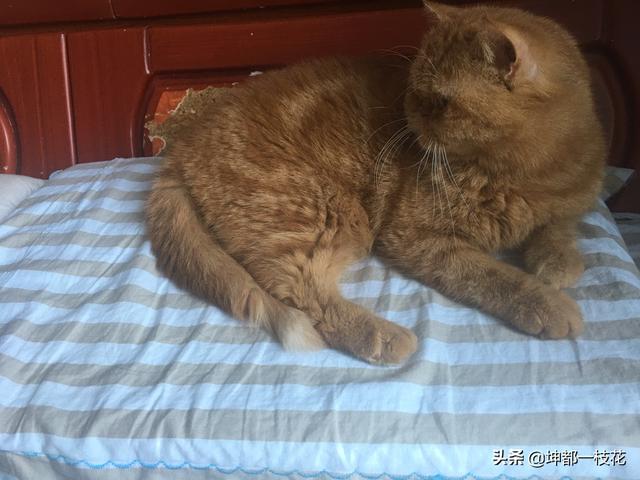 怎么判断自己家猫品种:怎么看猫咪是流浪猫还是家养猫？