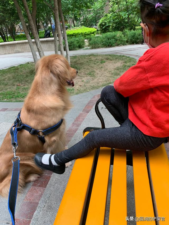 土狗喂狗粮好还是饭好:狗狗吃颗粒狗粮好，还是跟着人吃饭好呢？