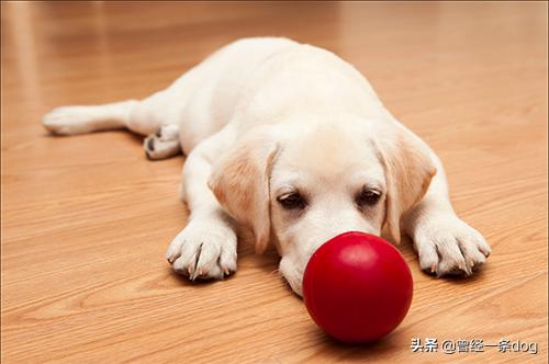 拉布拉多幼犬怎么补钙:给狗补钙的有哪些食物，狗补钙快的食物有哪些呢？