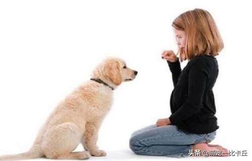 怎么训练听话的小狗:泰迪犬不听话了，有什么办法让它更加服从吗？