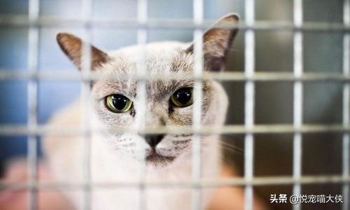 笼养猫的好处:养猫的好处风水学 狗狗笼养究竟好不好？有什么好处呢？