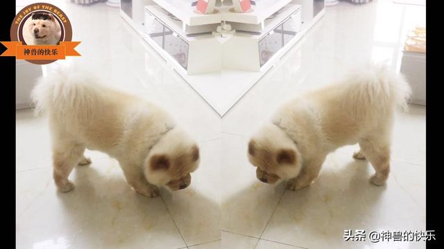 当猫爱上狗百度云:你喜欢小动物吗？猫和狗选择一个，你会选择谁，为什么？