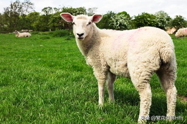 欲钱买心地善良的生肖:最有情有义的生肖有哪些？