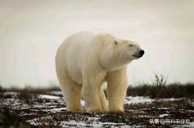 北极有没有北极兔:为什么北极没有北极企鹅，南极没有南极熊？