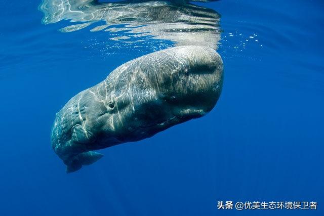 关于白鲸的资料和图片:为什么很多海洋动物的肉可以吃，吃鲸鱼的肉会有很多人阻止呢？