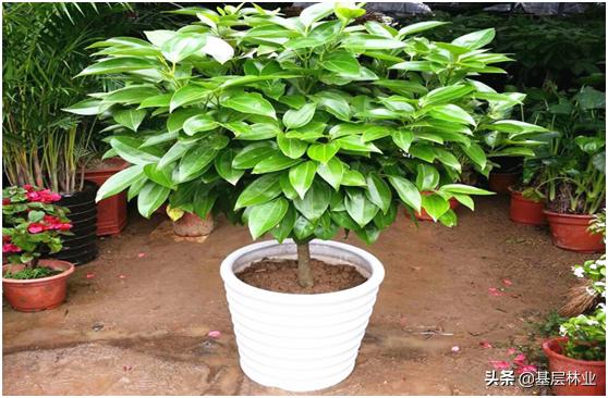 香樟树可以在室内养吗