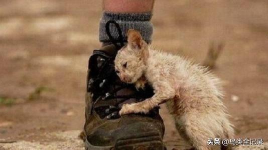 流浪猫救主人:流浪猫在门外，不肯离开，怎么办？