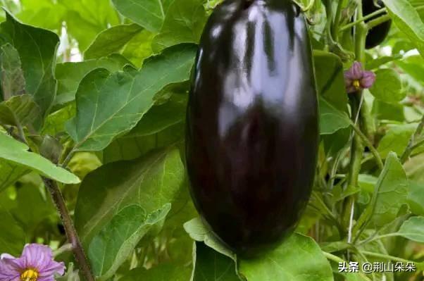 头条问答 茄子摘叶何时更好 11个回答