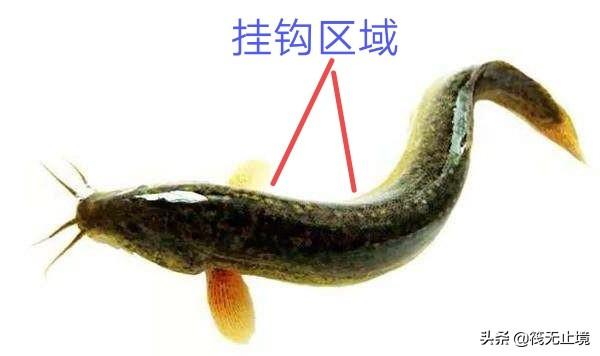 我手秃鹫的活饵:钓野生鲶鱼用泥鳅作饵，到底钩挂嘴、挂背还是挂尾巴呢？