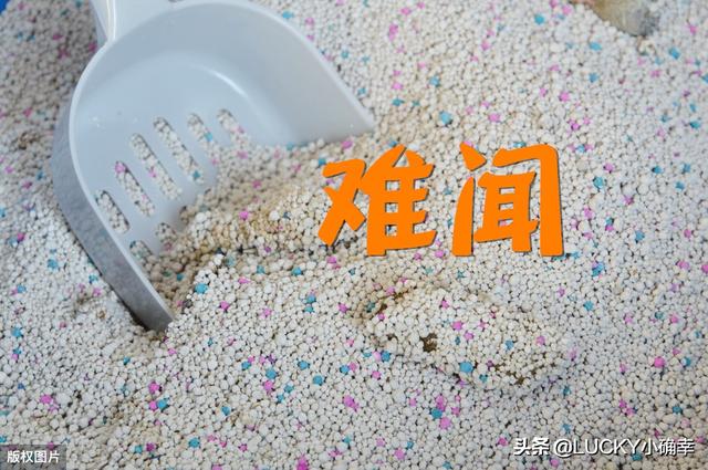 神采飞扬宠物团购:狗狗肠胃差，用什么办法能改善？ 神采飞扬 团购
