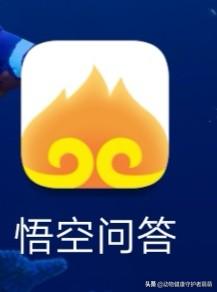 宠物用品团购群名:女儿开了一个宠物店，怎样如何在线上引流？
