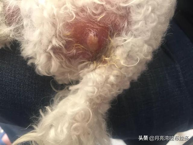 挤肛门腺了:如果不帮狗狗挤肛门腺会有哪些后果？