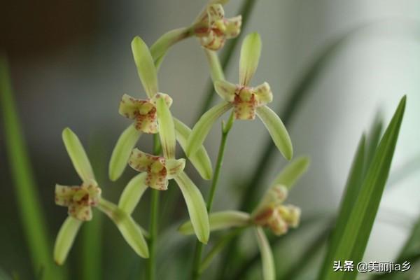 建兰花:室内建兰种下去两年了没来过花求解？