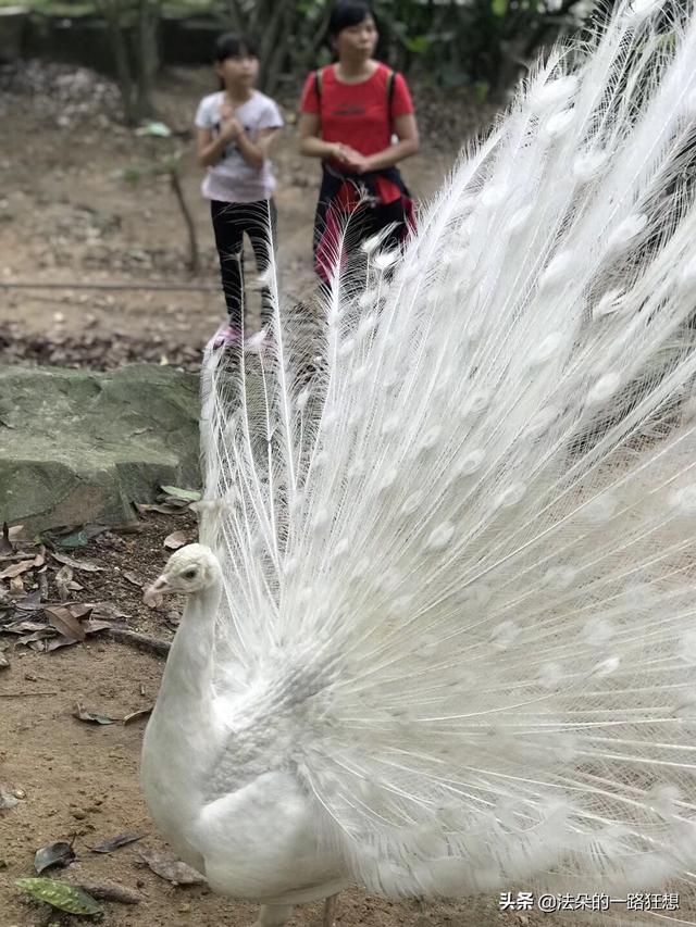 白云山旅游,请问广州白云山有哪些风景区？