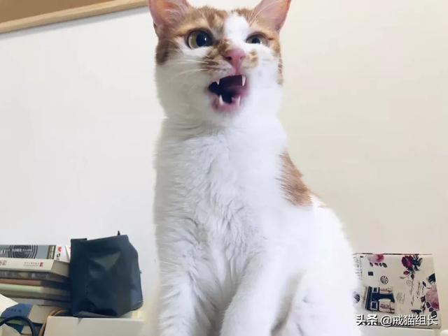 猫咪不乖by:猫咪好像不开心，怎么办？