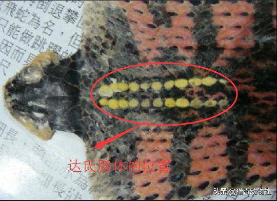 虎斑颈槽蛇为什么喜欢下水？