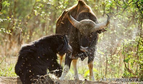 白肢野牛一般生活在什么地方，孟加拉虎有几成胜算捕杀一头成年雄性白肢野牛