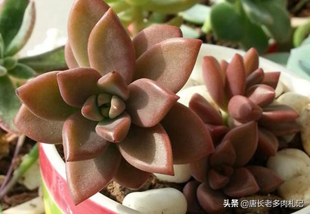 消灭老鼠的鸟类有哪些:老鼠能不能和有些动物一样被灭绝掉？ 鸟类捕捉老鼠最厉害的