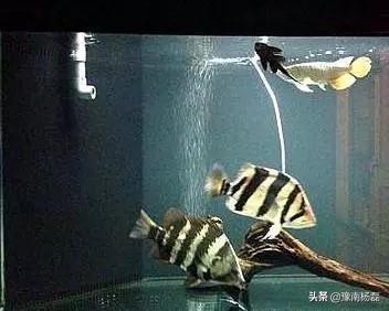 泰国虎鱼怎么养:养虎鱼就选大型鱼缸合适么？