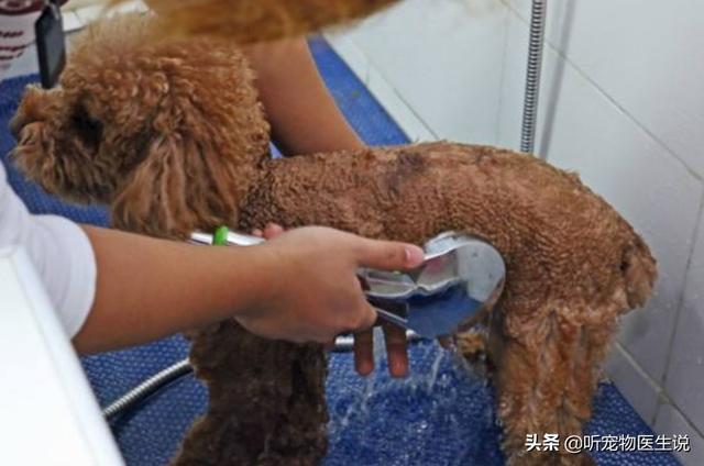 保定哪有宠物医院大全:为何宠物医院的价格都很贵？ 保定农大宠物医院