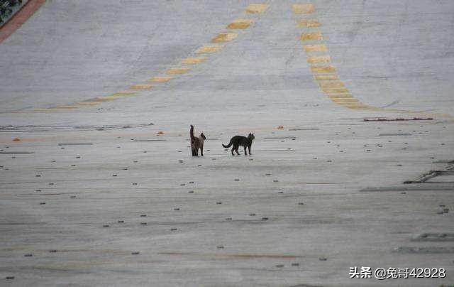 牧羊犬在线航母:为什么拥有航母的国家，都喜欢在航母上养猫？ 牧羊犬电子琴完整版