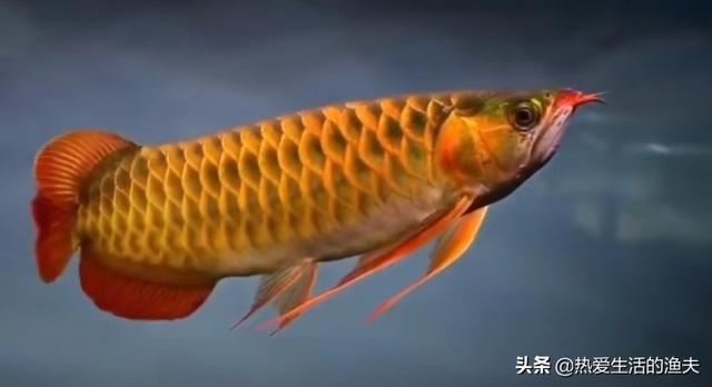 我爱观赏鱼小北子:有谁喜欢水族造景，喜欢观赏鱼吗？这个行业怎么样？
