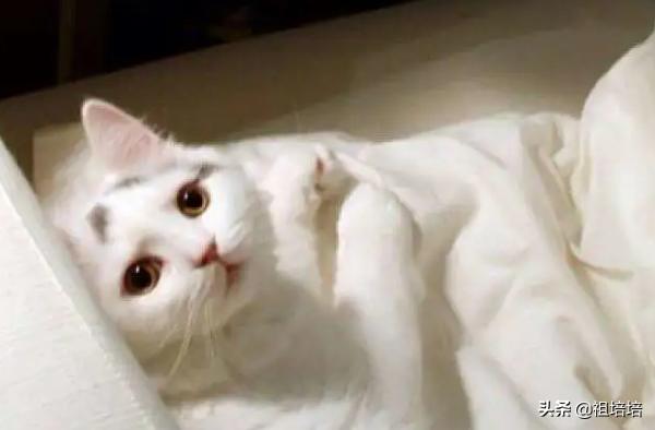 猫传染病:猫传染病有哪些 猫咪得了传染性腹膜炎，怎么办？