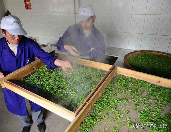 代表茶类有哪些,一款茶代表一个省，你能说出几个省的名茶？