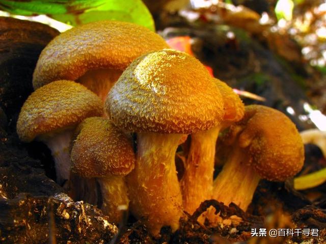 世界上最大的生物是什么？