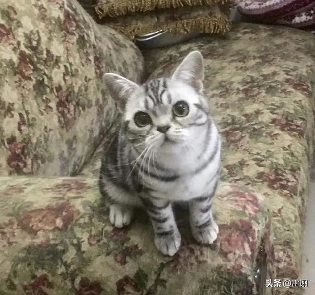 喜马拉雅猫和长毛加菲猫的区别:喜马拉雅猫和美短猫哪个好？