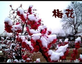 梅将雪共春什么意思？怎么理解？