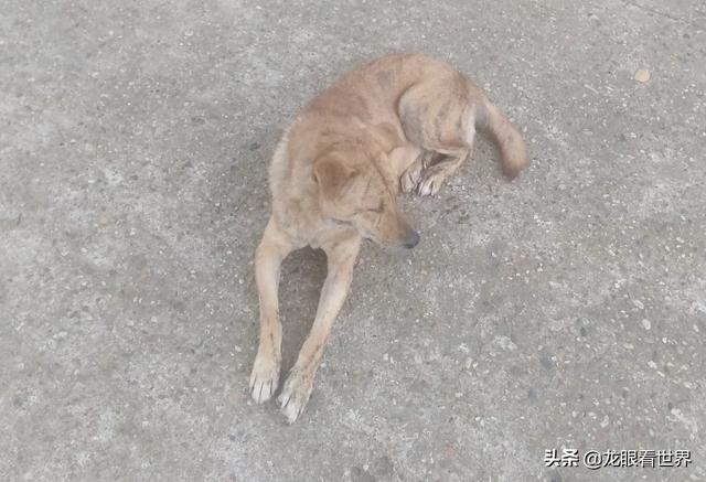 中国田园犬:中华田园犬不能当警犬和军犬，真的是有科学依据的吗？ 中华田园犬图片