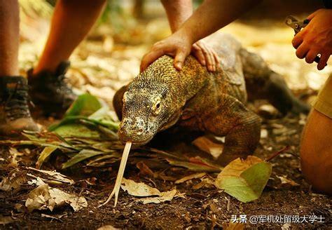 科莫多巨蜥的口水:5只科莫多龙可以撕碎一只老虎吗？